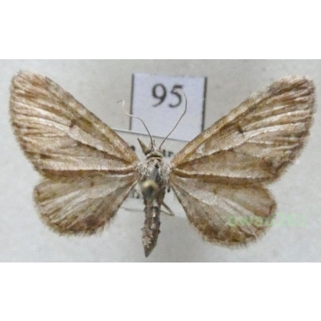 Eupithecia satyrata (Hübner, 1813) Czech95